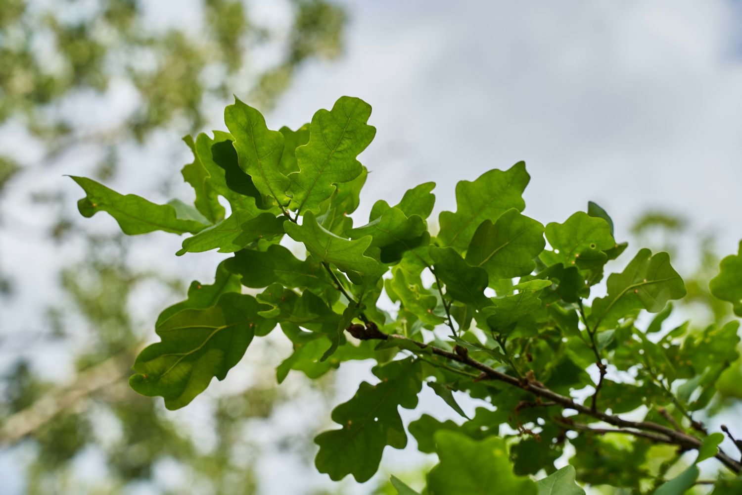 Osteopathy at Oak Osteo